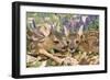 Roe Deer Two Young-null-Framed Photographic Print