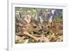 Roe Deer Two Young-null-Framed Photographic Print