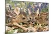 Roe Deer Two Young-null-Mounted Photographic Print