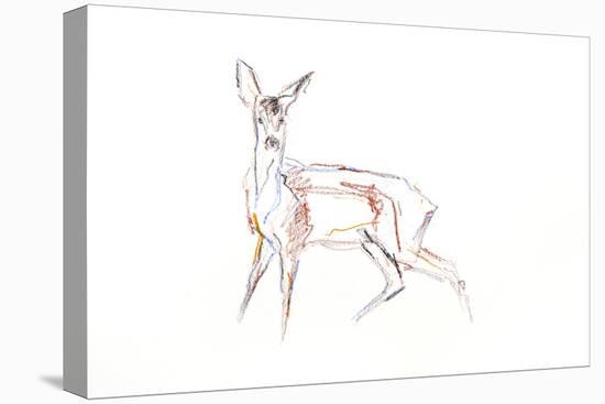 Roe Deer Young, 2021 (crayon on paper)-David Mayer-Stretched Canvas