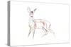 Roe Deer Young, 2021 (crayon on paper)-David Mayer-Stretched Canvas