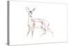 Roe Deer Young, 2021 (crayon on paper)-David Mayer-Stretched Canvas