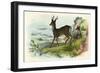 Roe Deer-null-Framed Art Print