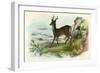 Roe Deer-null-Framed Art Print