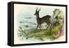 Roe Deer-null-Framed Stretched Canvas