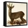 Roe Deer-null-Framed Stretched Canvas