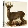 Roe Deer-null-Stretched Canvas