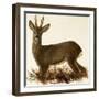 Roe Deer-null-Framed Giclee Print