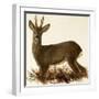 Roe Deer-null-Framed Giclee Print