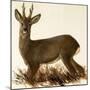 Roe Deer-null-Mounted Giclee Print
