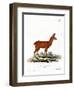 Roe Deer-null-Framed Premium Giclee Print