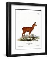 Roe Deer-null-Framed Premium Giclee Print