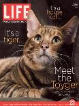 Sumatra, an 11-Month-Old Champion Toyger, February 23, 2007-Roe Ethridge-Laminated Photographic Print