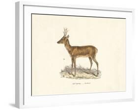 Roebuck Study-19th Century English School-Framed Giclee Print