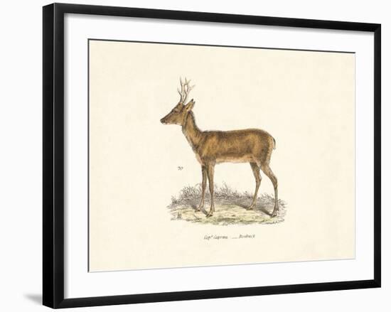 Roebuck Study-19th Century English School-Framed Giclee Print