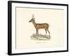 Roebuck Study-19th Century English School-Framed Giclee Print