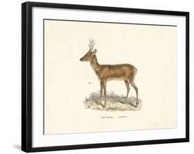 Roebuck Study-19th Century English School-Framed Giclee Print