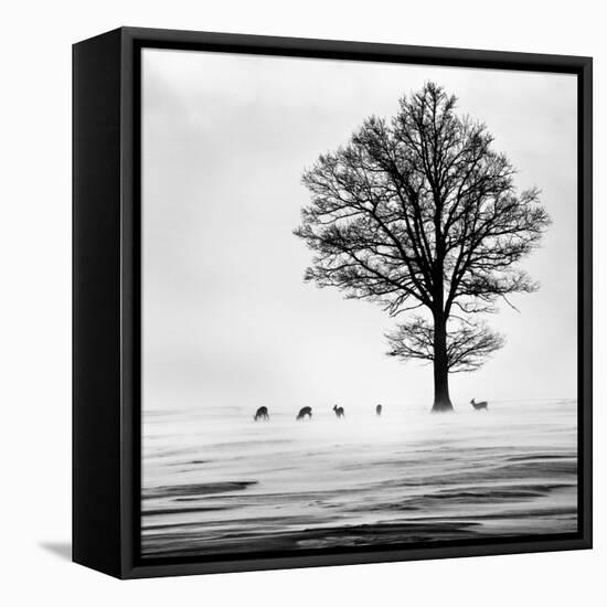 Roes-Dansiga-Framed Stretched Canvas