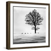 Roes-Dansiga-Framed Photographic Print