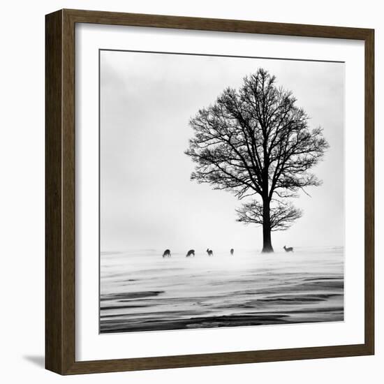 Roes-Dansiga-Framed Photographic Print