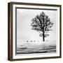 Roes-Dansiga-Framed Photographic Print