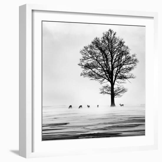 Roes-Dansiga-Framed Photographic Print