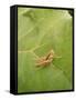 Roesel's Bush-Cricket, Female on Leaf-Harald Kroiss-Framed Stretched Canvas