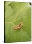 Roesel's Bush-Cricket, Female on Leaf-Harald Kroiss-Stretched Canvas