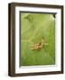 Roesel's Bush-Cricket, Female on Leaf-Harald Kroiss-Framed Photographic Print