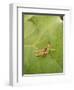 Roesel's Bush-Cricket, Female on Leaf-Harald Kroiss-Framed Photographic Print