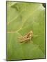 Roesel's Bush-Cricket, Female on Leaf-Harald Kroiss-Mounted Photographic Print