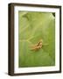 Roesel's Bush-Cricket, Female on Leaf-Harald Kroiss-Framed Photographic Print