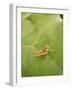 Roesel's Bush-Cricket, Female on Leaf-Harald Kroiss-Framed Photographic Print