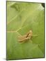 Roesel's Bush-Cricket, Female on Leaf-Harald Kroiss-Mounted Photographic Print