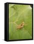 Roesel's Bush-Cricket, Female on Leaf-Harald Kroiss-Framed Stretched Canvas