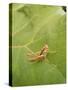 Roesel's Bush-Cricket, Female on Leaf-Harald Kroiss-Stretched Canvas