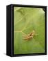 Roesel's Bush-Cricket, Female on Leaf-Harald Kroiss-Framed Stretched Canvas