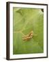 Roesel's Bush-Cricket, Female on Leaf-Harald Kroiss-Framed Photographic Print