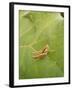 Roesel's Bush-Cricket, Female on Leaf-Harald Kroiss-Framed Photographic Print