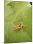 Roesel's Bush-Cricket, Female on Leaf-Harald Kroiss-Mounted Photographic Print