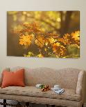 United Colors of Autumn-Roeselien Raimond-Framed Photographic Print