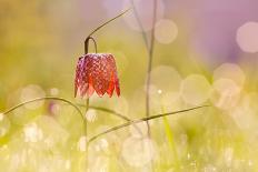 Fairy World I-Roeselien Raimond-Loft Art