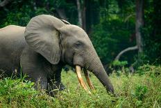 Forest interior. Bwindi Impenetrable Forest. Uganda-Roger De La Harpe-Photographic Print