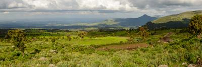 Forest interior. Bwindi Impenetrable Forest. Uganda-Roger De La Harpe-Photographic Print