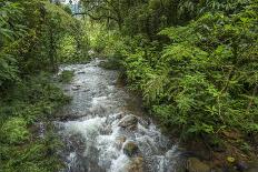 Lango Bai. Odzala-Kokoua National Park. Congo-Roger De La Harpe-Photographic Print