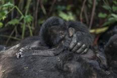 Mountain gorilla baby. Bwindi Impenetrable Forest. Uganda-Roger De La Harpe-Photographic Print