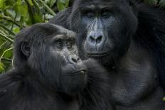 Mountain gorilla. Bwindi Impenetrable Forest. Uganda-Roger De La Harpe-Stretched Canvas