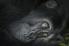 Mountain gorilla. Bwindi Impenetrable Forest. Uganda-Roger De La Harpe-Stretched Canvas