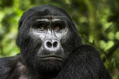 Mountain gorilla baby. Bwindi Impenetrable Forest. Uganda-Roger De La Harpe-Photographic Print