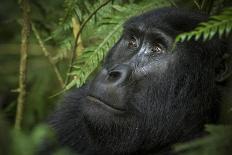 Mountain gorilla. Bwindi Impenetrable Forest. Uganda-Roger De La Harpe-Stretched Canvas